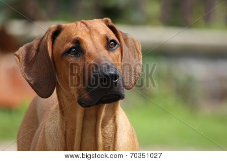 Riki, the ridgeback.