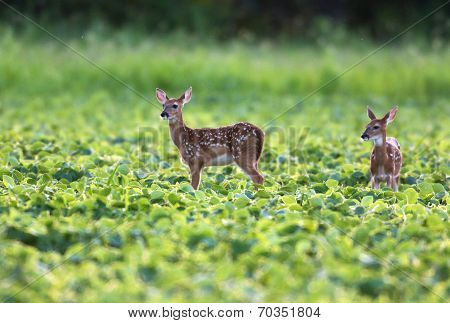 Whitetailed Deer Fawns