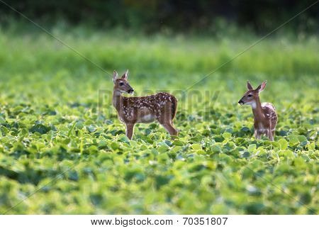 Whitetailed Deer Fawns