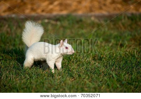 White Squirrel In The Grass