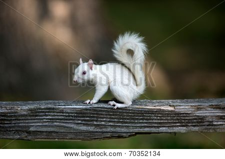 White Squirrel On Wooden Railing