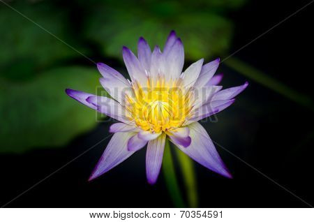 Blue lotus in shadows