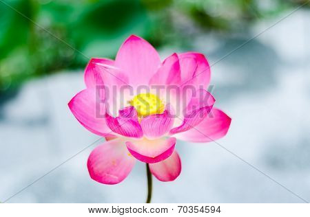 Close up pink lotus