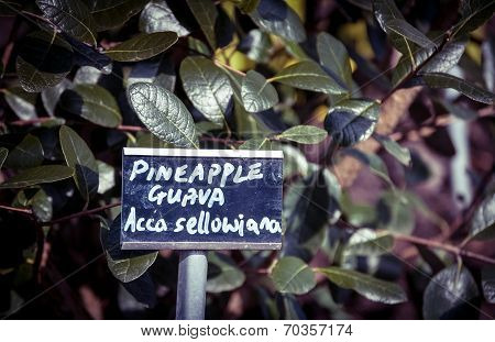 Pineapple Guava