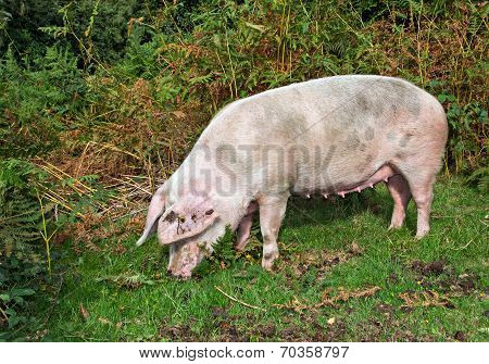 Pig In The New Forest Woodland