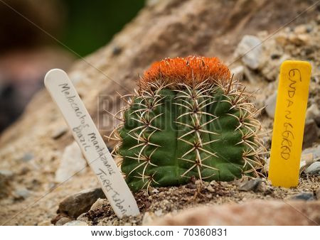 Melocactus Mantazanus