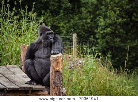 Gorilla
