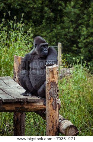 Gorilla