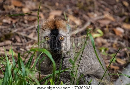 Red-fronted Lemur