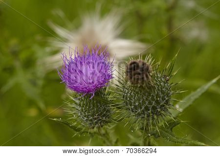 Flora - Mary Thistle