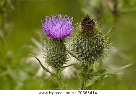 Flora - Mary Thistle