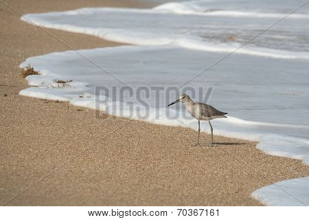 Shorebird