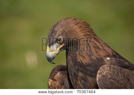 Golden Eagle Portrait