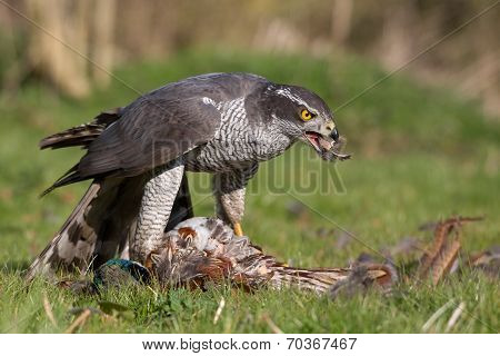 Goshawk Enjoying a Meal