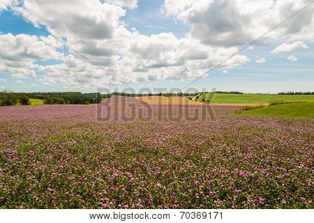 Field Of Clover Flowers In Bloom