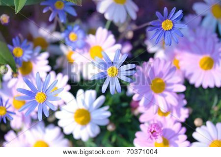 Purple, pink and white aster flowers shot from above. Short depth of field.