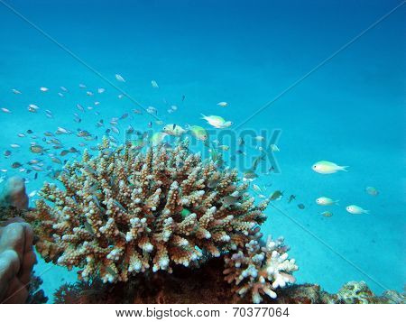 coral reef with hard corals and exotic fishes at the bottom of tropical sea on blue water background