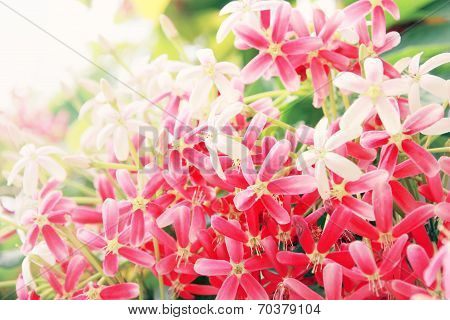 Pink Drunen Sailor Or Rangoon Creeper Flower.