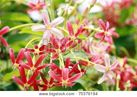 Pink Drunen Sailor Or Rangoon Creeper Flower.