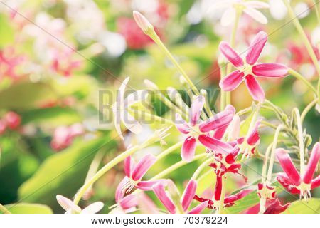 Pink Drunen Sailor Or Rangoon Creeper Flower.