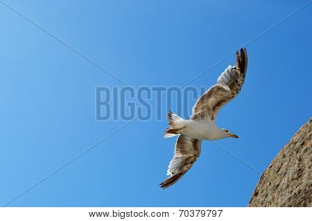 Seagull.