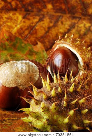 Conkers And Leaves