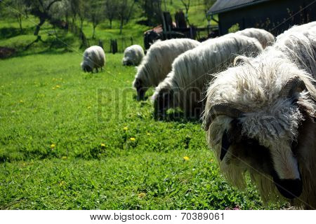 Momarlan flock