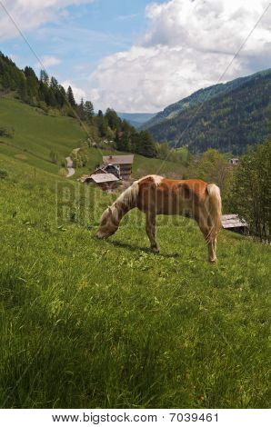 Haflinger лошадь кормления в Альпы