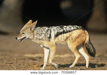 Black-backed Jackal (Canis Mesomelas) on savannah