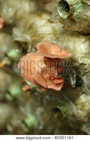 Pink Oyster Mushroom (pleurotus Djamor) On Spawn Bags