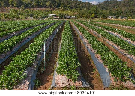 Strawberry Farm At Chiang Mai, Thailand