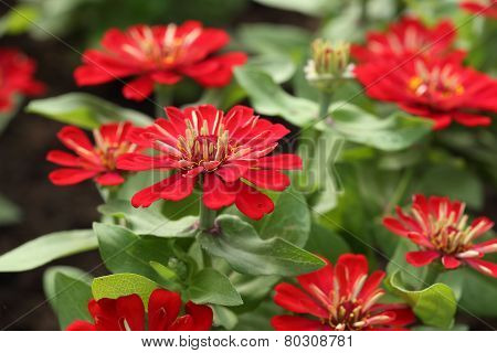 Red Zinnia Flower