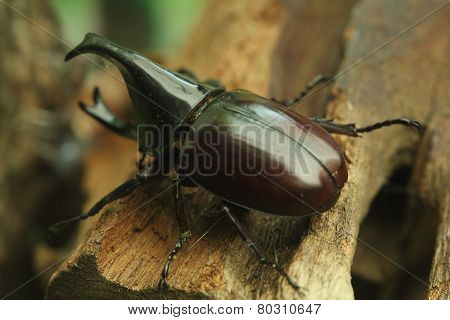Beetle On Wood