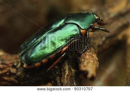 Beetle On Wood