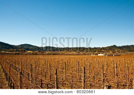 Vineyard
