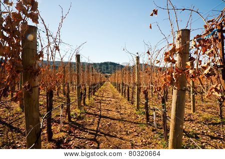 Vineyard
