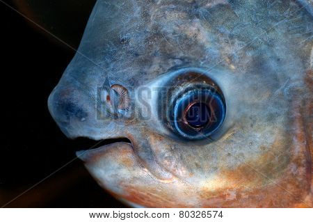 Colosoma Fish Portrait