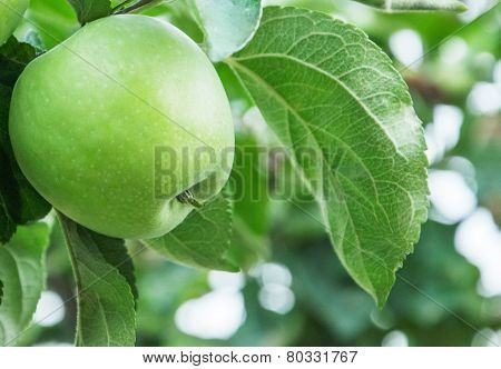 Green Apple On Branch Of The Aple Trees