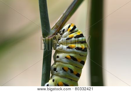 Black Swallowtail Caterpillar (papilio Polyxenes)