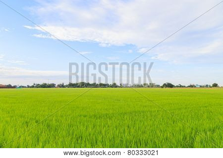 Rice Field White Cloud Blusky