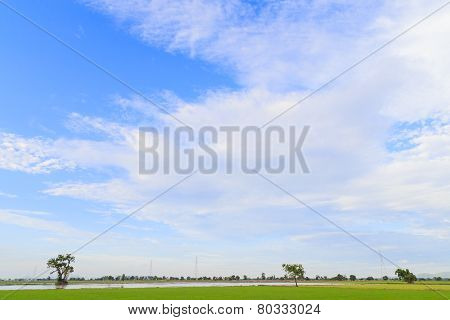 Rice Field White Cloud Blusky