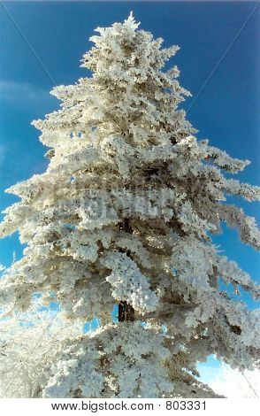 drzewa pokryte śniegiem