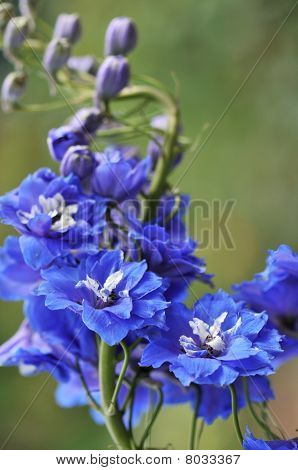 Delphinium modré květy