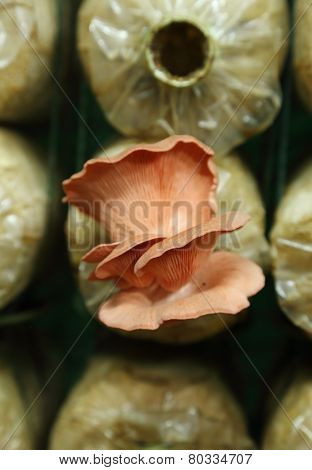 Pink Oyster Mushroom (pleurotus Djamor) On Spawn Bags