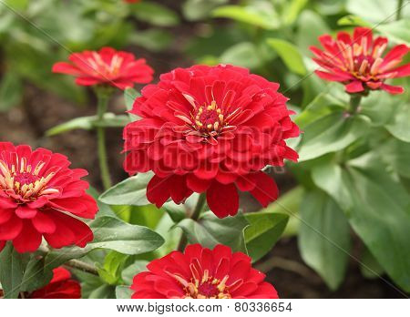 Red Zinnia Flower