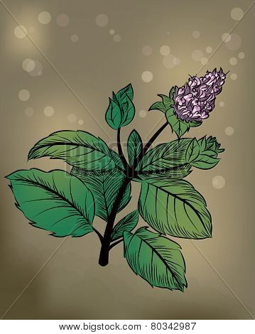 Peppermint