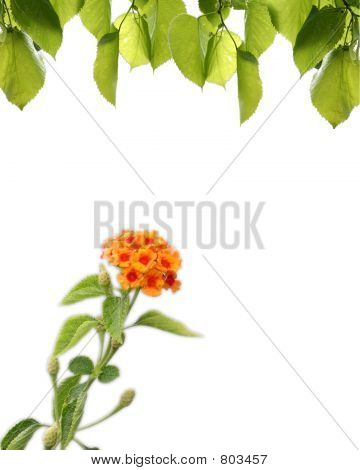 single_flower