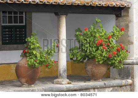 Geranios