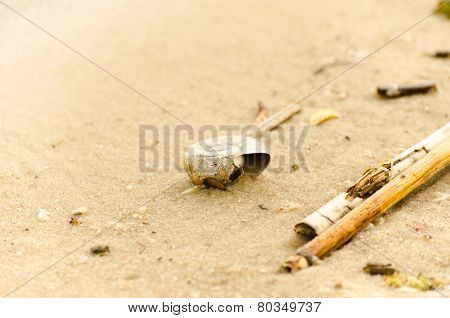 Image with sandy background  and river remains