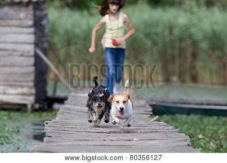 Dogs Running